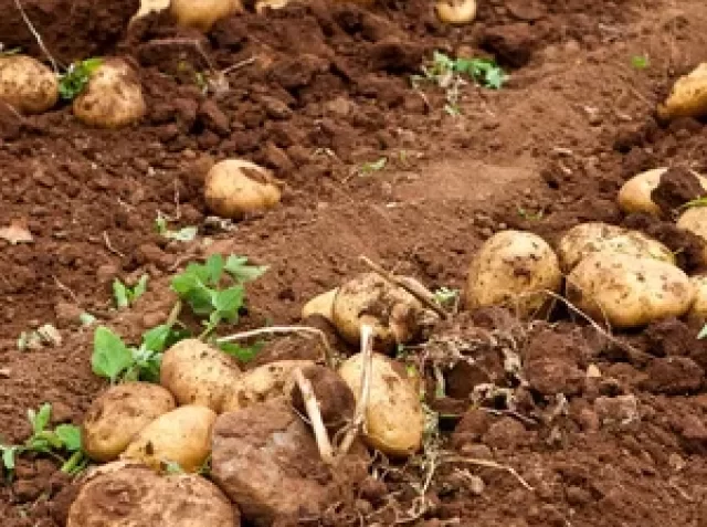depositphotos_5778862-stock-photo-potato-field