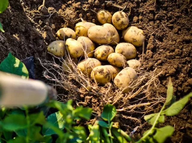 freshly-picked-potatoes
