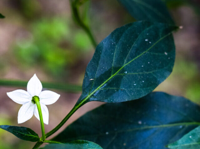 A Green Chili flower in the garden (edited)