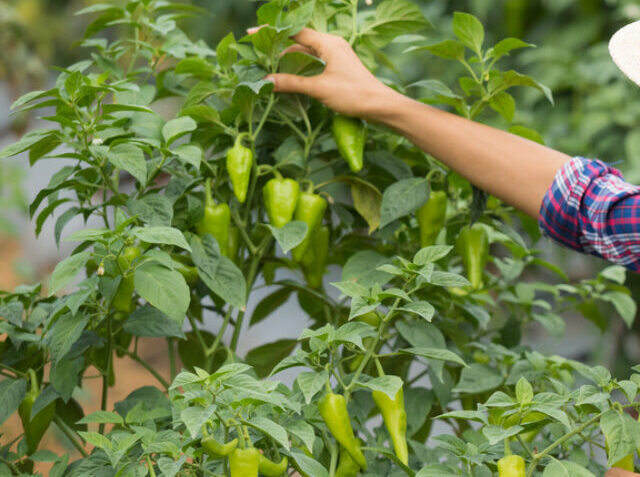 Middle aged woman farmer, with organic chili on hand