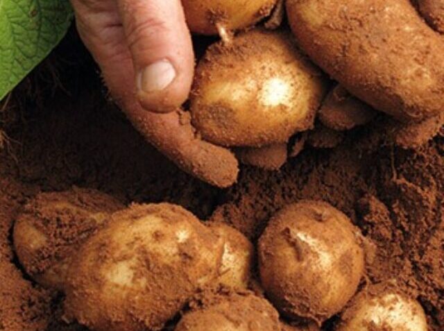 rural-services-farm-supplies-crop-potatoes-edit