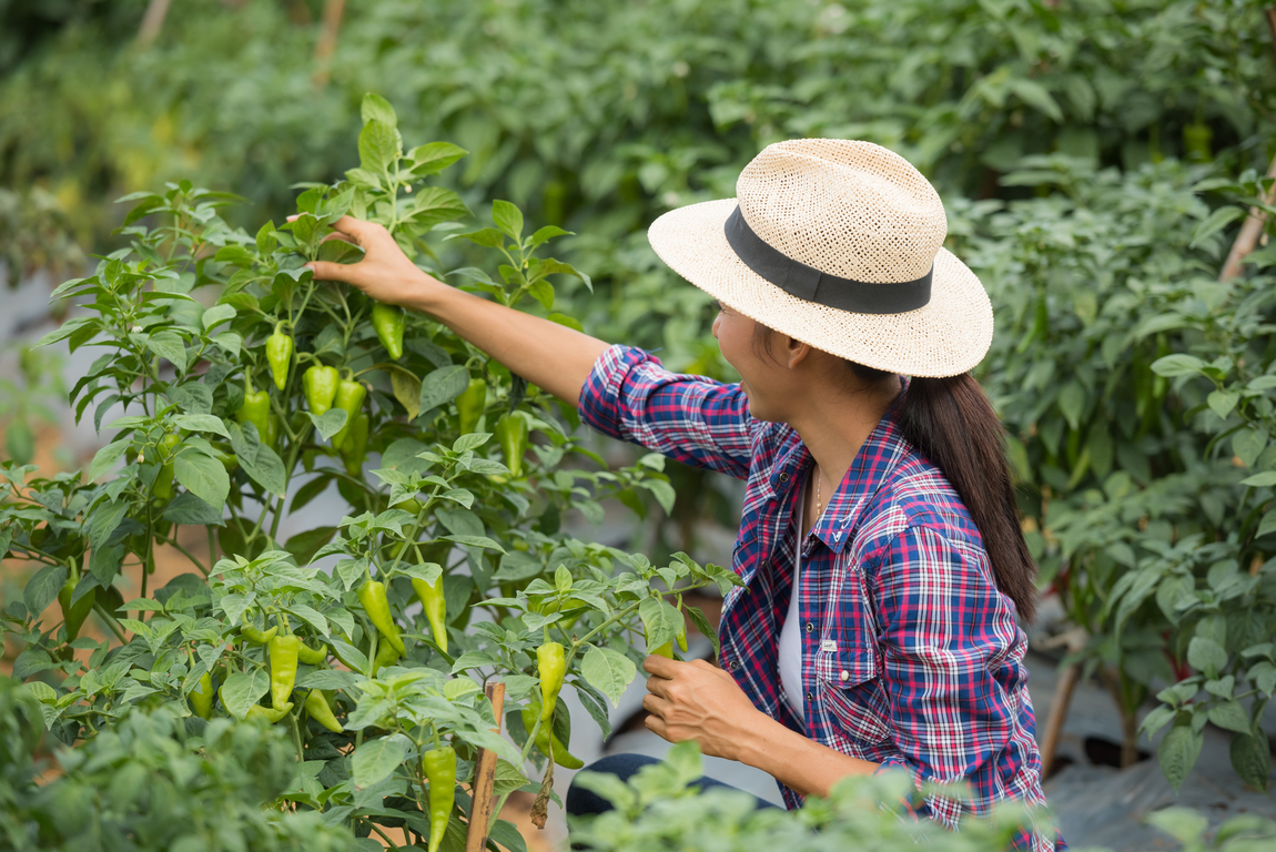 chilli cultivation