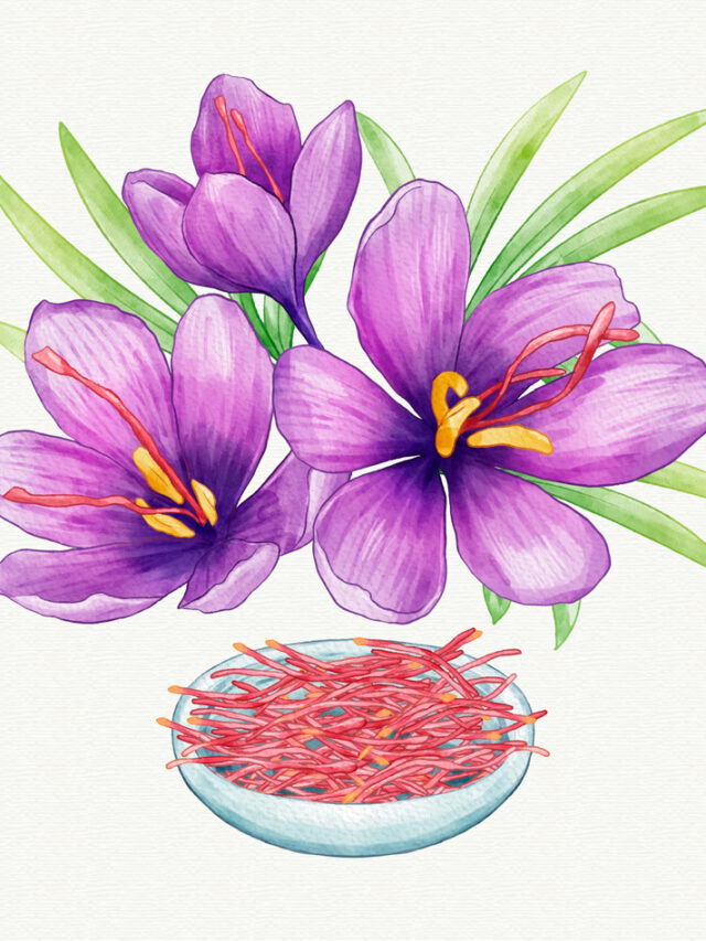 केसर का रोपण कैसे करें ?  | How to plant saffron?