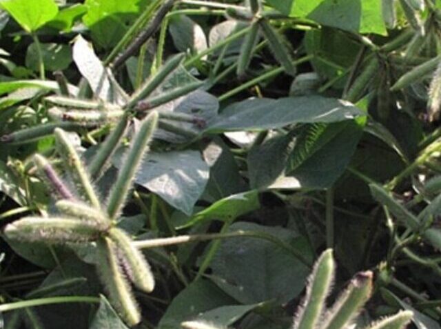 cropped-Black-Gram-Cultivation1-1.jpg