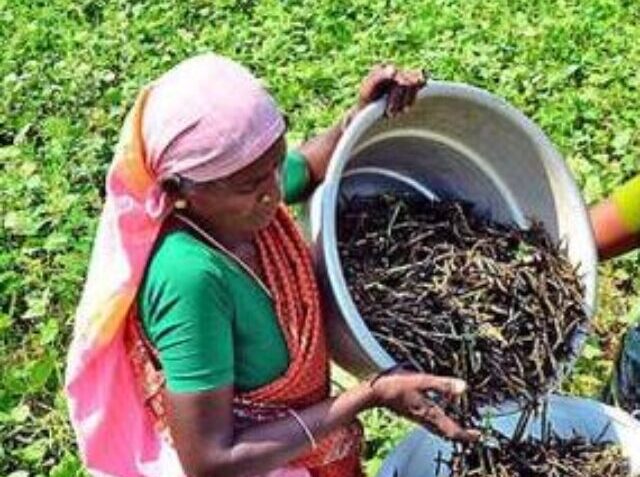 cropped-Black-gram-harvesting-from-the-field.jpg