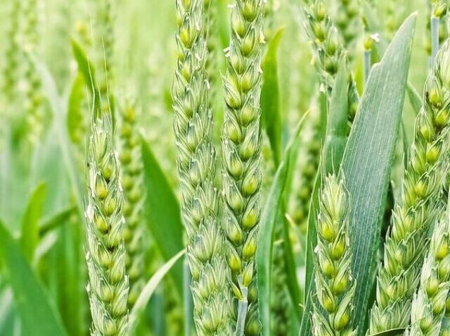 348837-nature-34504351920 (1)