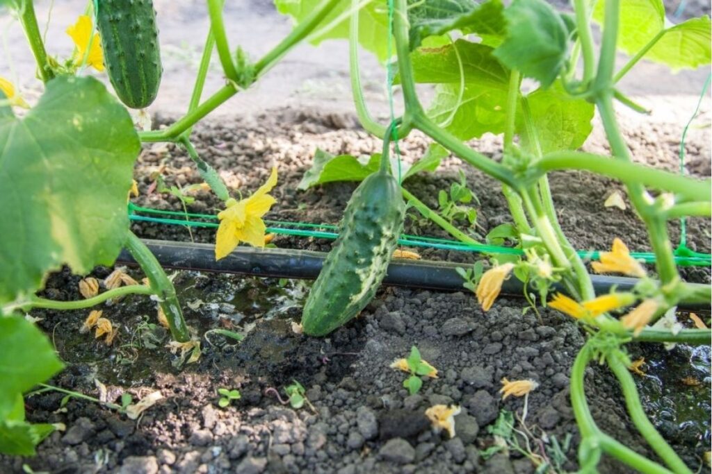 Cucumber kheti