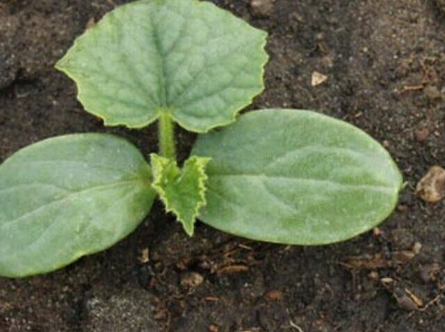 09-x14-cucumberseeds