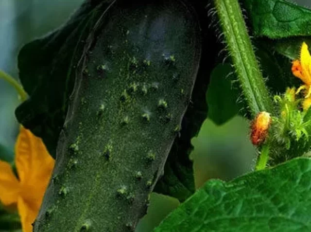 cucumber1-800x445