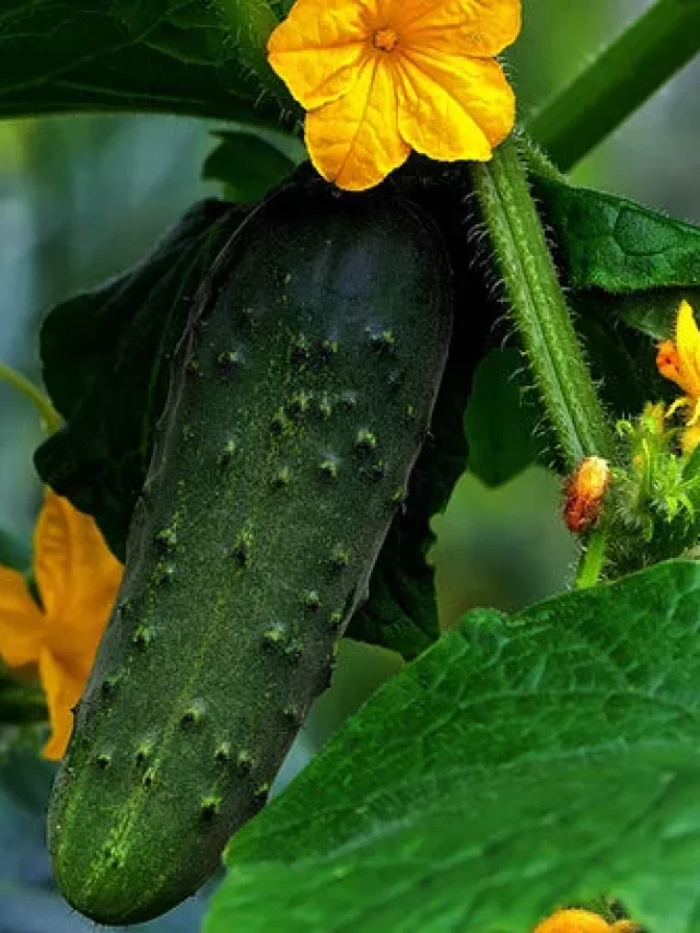 खीरा की लोकप्रिय किस्में | Popular varieties of cucumber