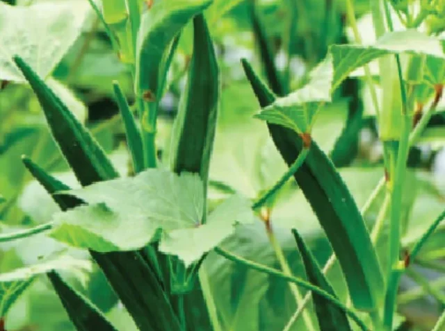 cropped-1846ecd2dc5fd6512b8bb5a9e7e3de4a1659526715_original.webp