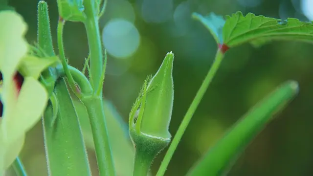 Okra farming