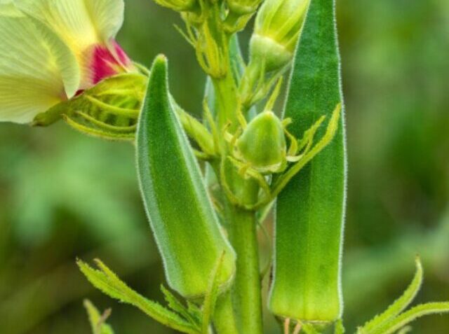 Are-Ladies-Fingers-and-Okra-the-same