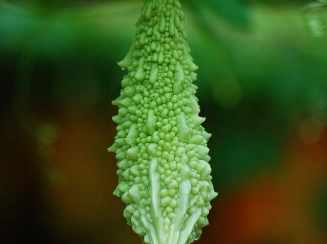 Bittergourd