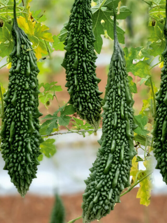 करेला की लोकप्रिय किस्में