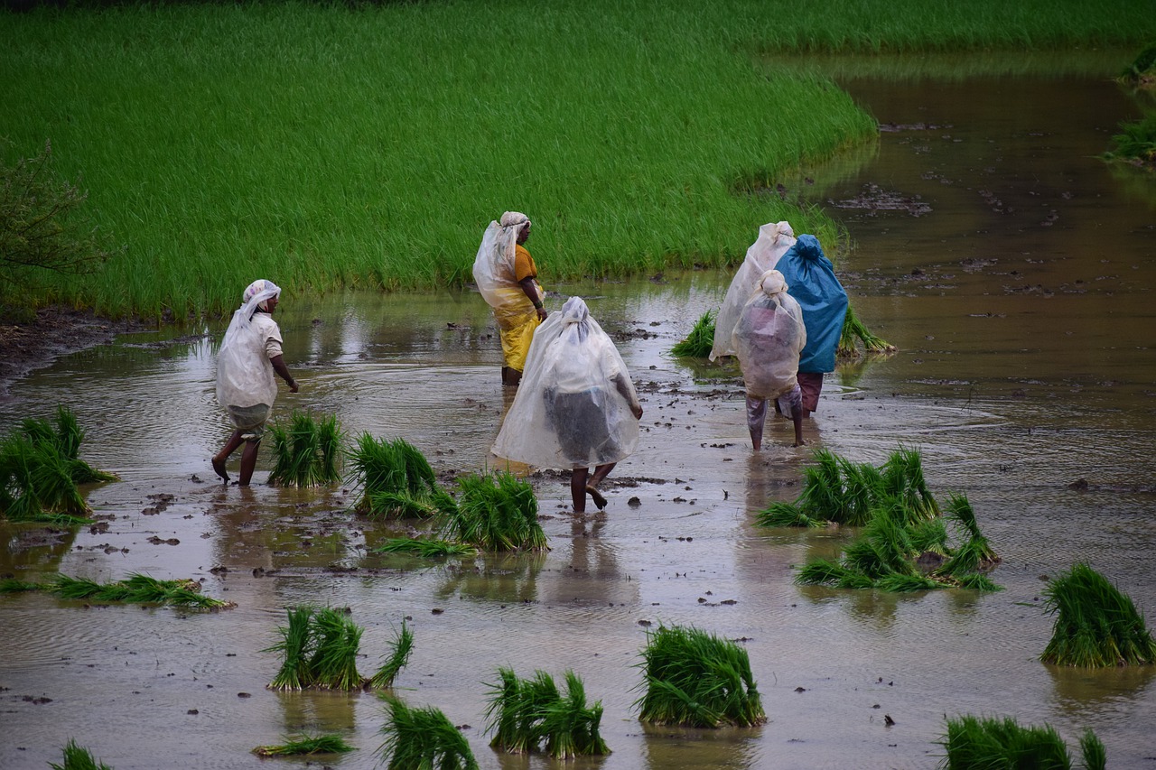 Rice paddy farming