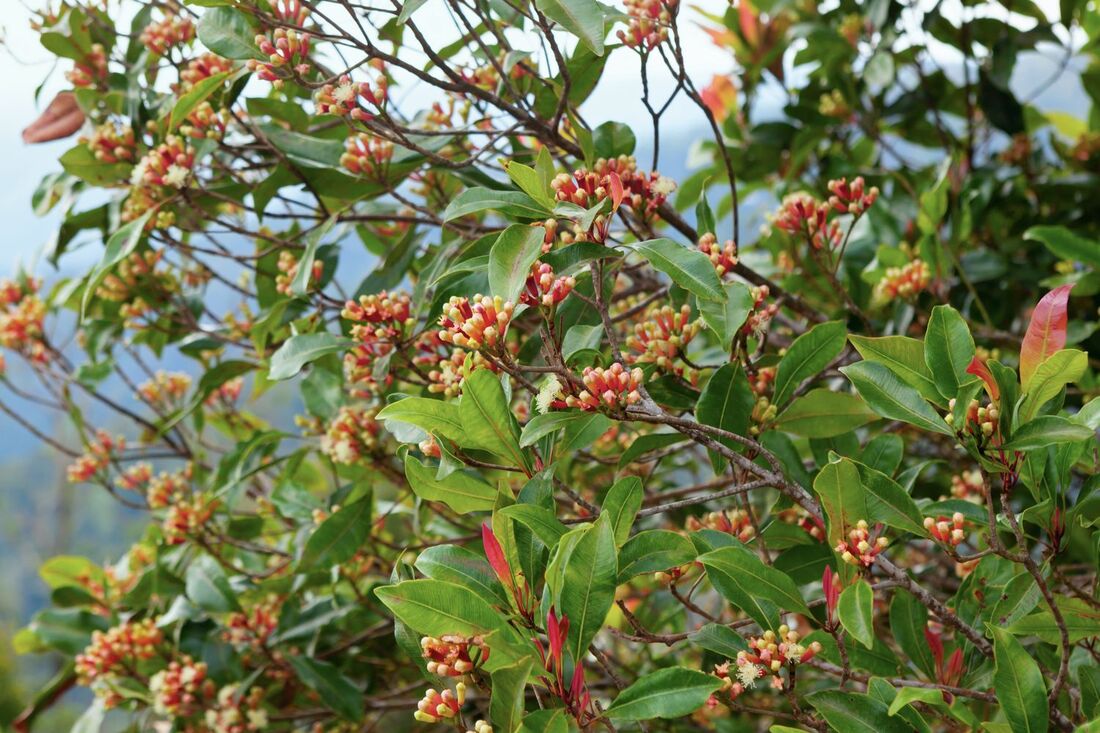 cloves information