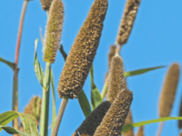 Bajra-Millet-Farming