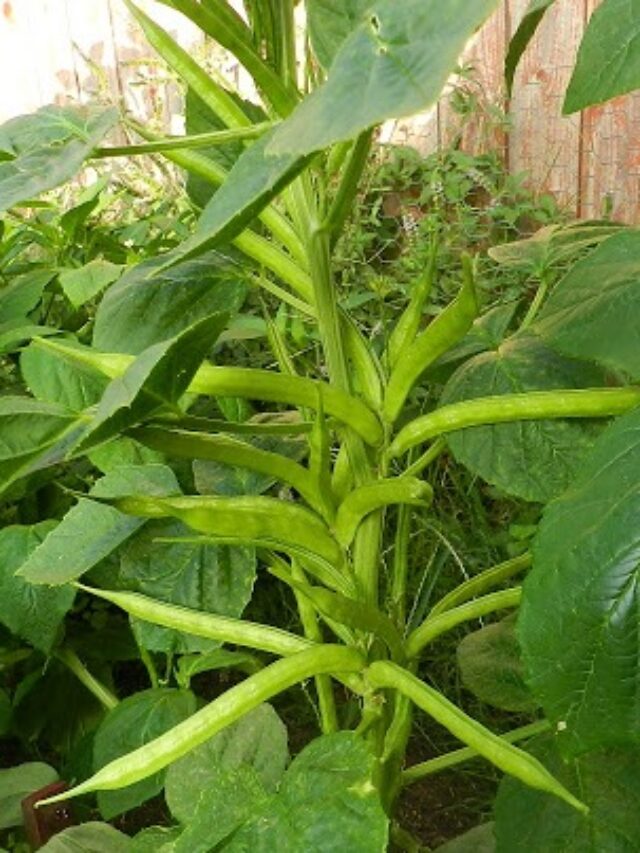ग्वार ( गवार )  farming information